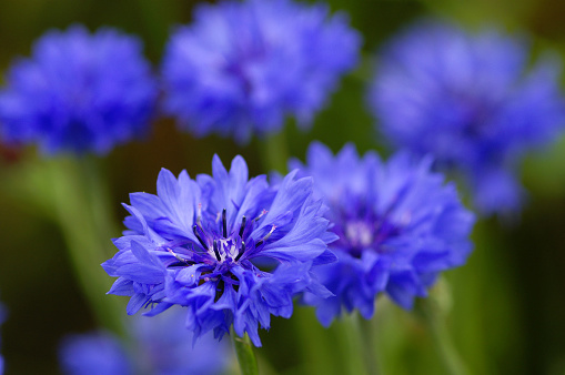 Close-up of bright blue corn flowers in a field