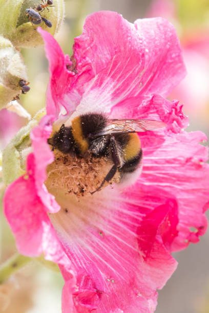 istock Bumblebee relishing pollen in hollyhock 1722489192