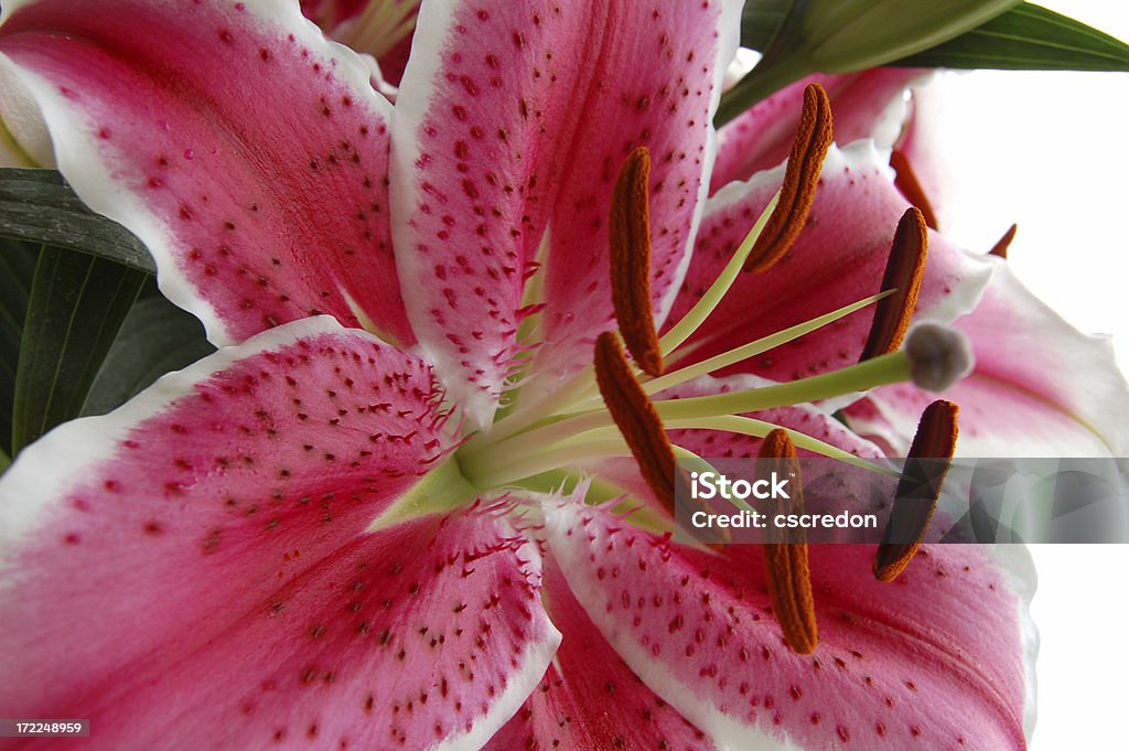 lily Beauty Stock Photo