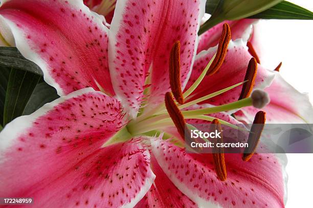 Lily Stock Photo - Download Image Now - Beauty, Beauty In Nature, Flower