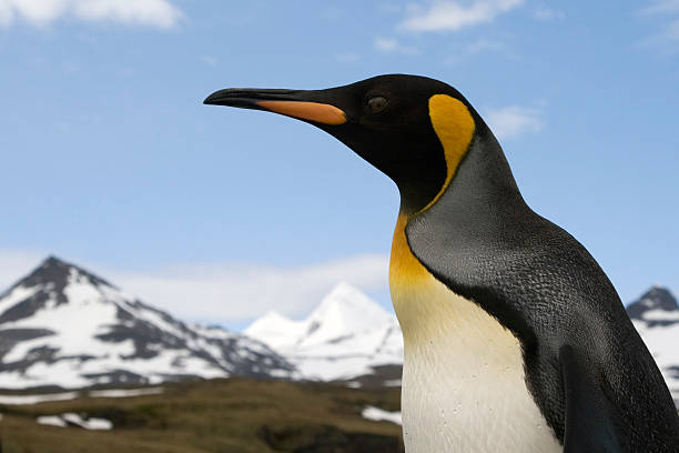 istock King Penguin, South Georgia 172249056