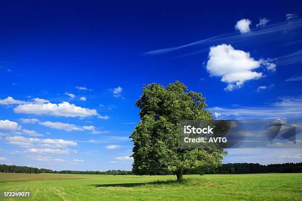 Photo libre de droit de Paysage Dété banque d'images et plus d'images libres de droit de Agriculture - Agriculture, Arbre, Bleu