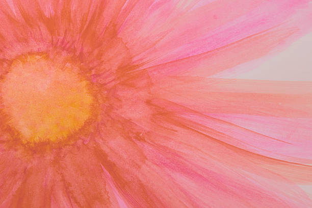 bright pink painted daisy - sulu boya boyanmış resim stok fotoğraflar ve resimler