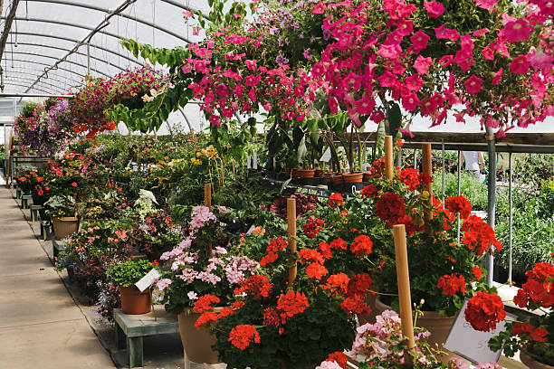 istock Garden Center Greenhouse 172249160