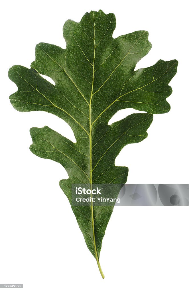 Natural corte de hoja de roble aislado sobre fondo blanco - Foto de stock de Fondo blanco libre de derechos