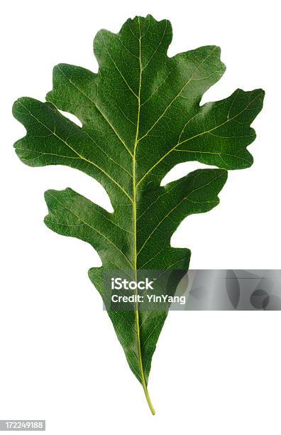 Natural Corte De Hoja De Roble Aislado Sobre Fondo Blanco Foto de stock y más banco de imágenes de Fondo blanco