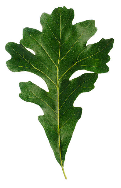 istock Natural Oak Leaf  Isolated Cut out on White Background 172249188