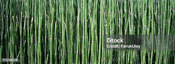 Bambusowe Trzciny - zdjęcia stockowe i więcej obrazów Abstrakcja - Abstrakcja, Las bambusowy, Natura