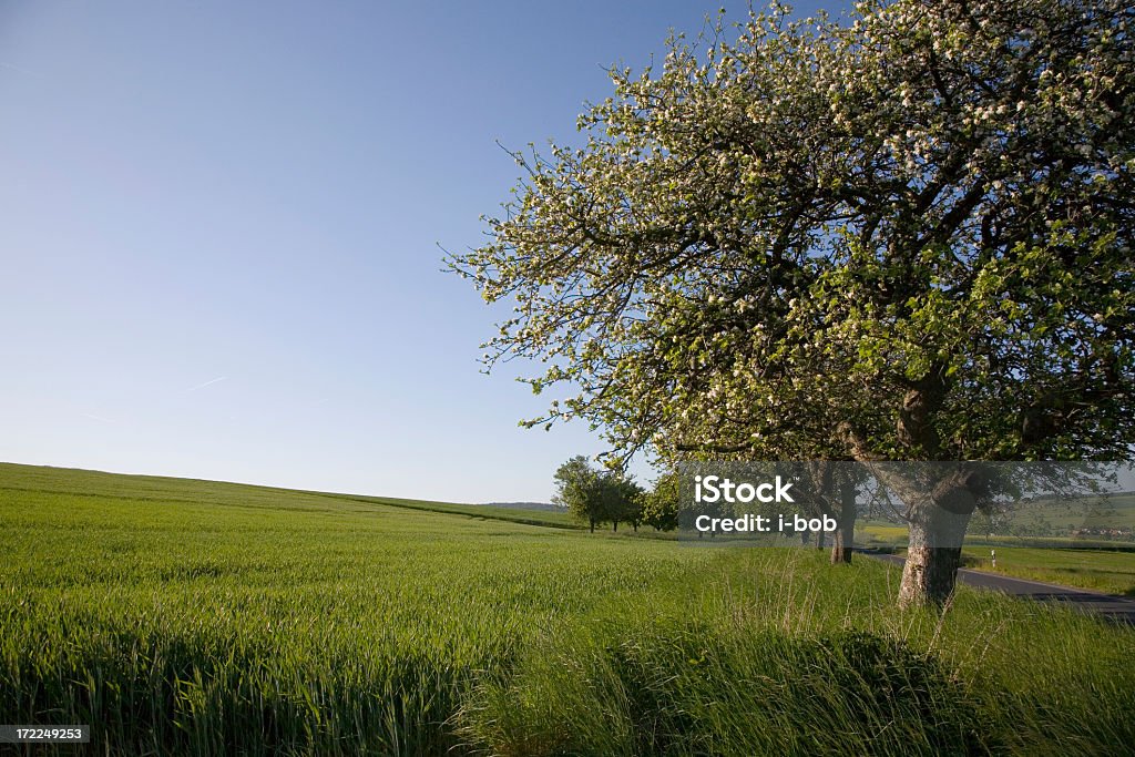 Apple tree - Lizenzfrei Apfelbaum Stock-Foto