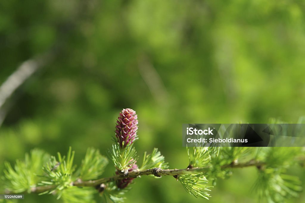 Young seed cone from European Larch Young seed cone from European Larch (Larix decidua).   Backgrounds Stock Photo