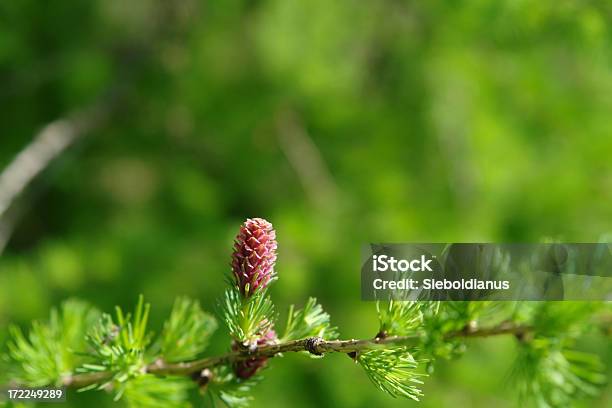 Young Seed Cone From European Larch Stock Photo - Download Image Now - Backgrounds, Branch - Plant Part, Close-up