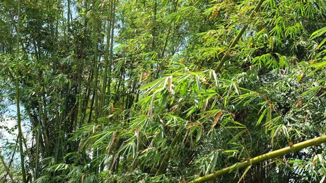 Bamboo trees blown by strong winds in summer