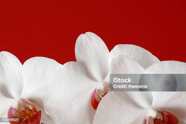 Orchidea Su Rosso - Fotografie stock e altre immagini di Ambientazione tranquilla - Ambientazione tranquilla, Bellezza naturale, Bianco