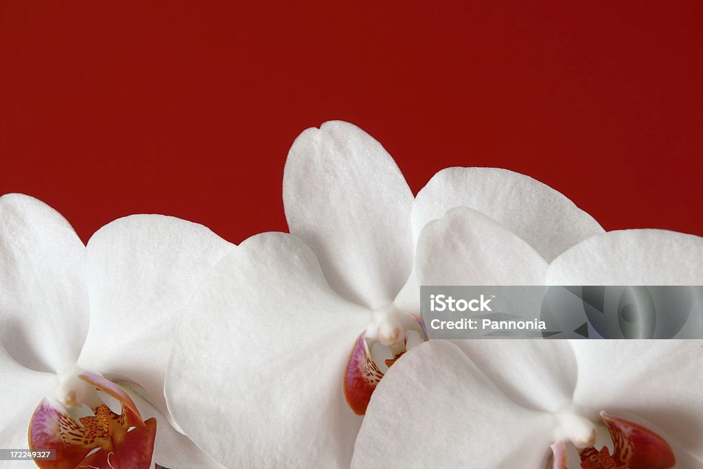 Orchid on Red Beauty In Nature Stock Photo