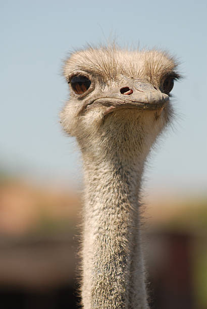 istock ostrich, head of the bird 172249343