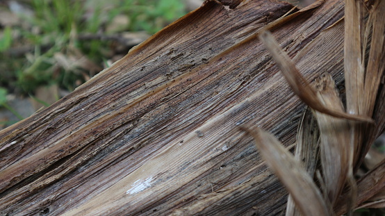 Detailed texture of the broken dried banana stem. very good for background.