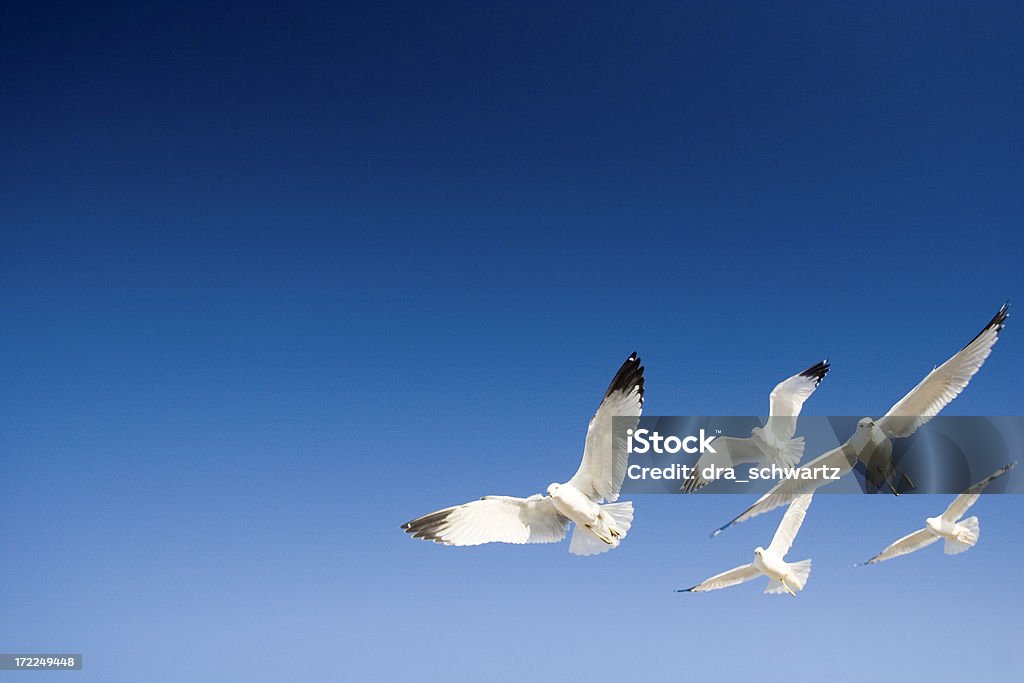 Volare uccelli - Foto stock royalty-free di Decollare - Attività