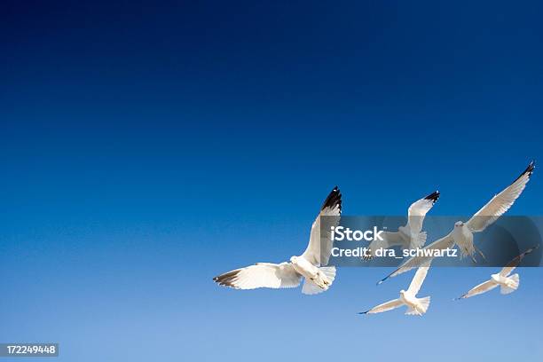 Volare Uccelli - Fotografie stock e altre immagini di Decollare - Attività - Decollare - Attività, Uccello, Animale