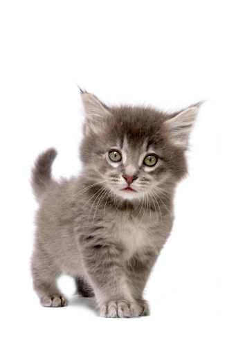 One beautiful kitten isolated on a white background.