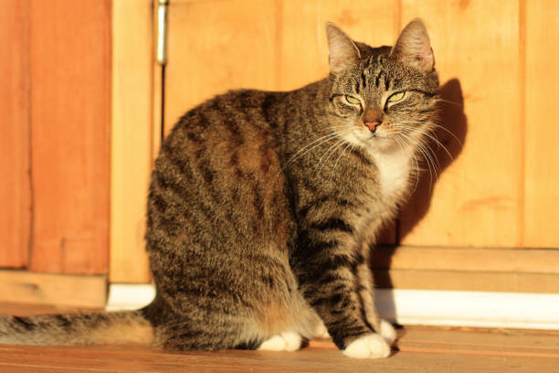 istock gray cat close-up. cute pets 1722495014