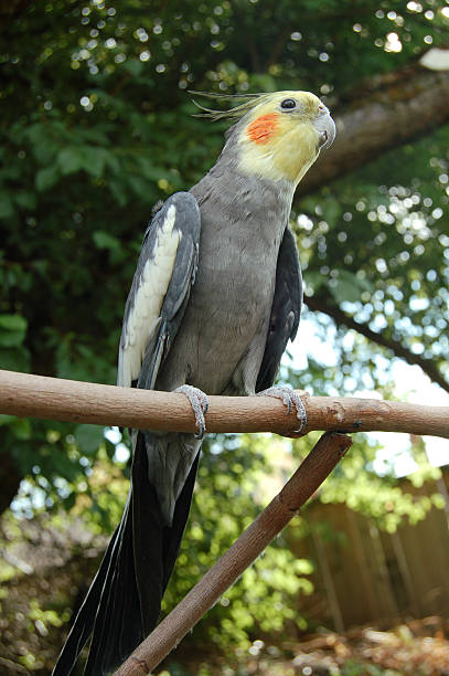 istock Attitude of a Cockatiel 172249524