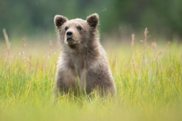 istock Coastal brown bear cub watching a plane fly over. 1722495468