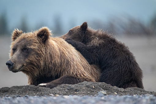 Coastal alaskan brown bear cub rests on mom while taking a break from playing and wrestling with a sibling on the beach in the early morning.