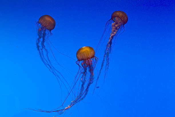 ortica del mare - scyphozoan foto e immagini stock