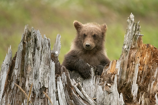 Young brown bear cub in alaska sits on top of a stump watching mom grazing in the meadow.