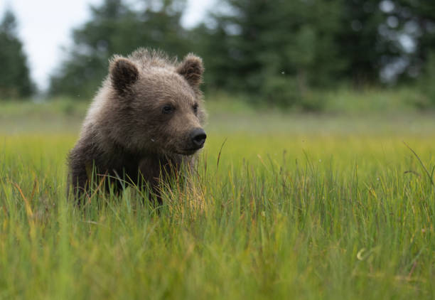 istock Coastal brown bear cub watching movement across the meadow. 1722496216