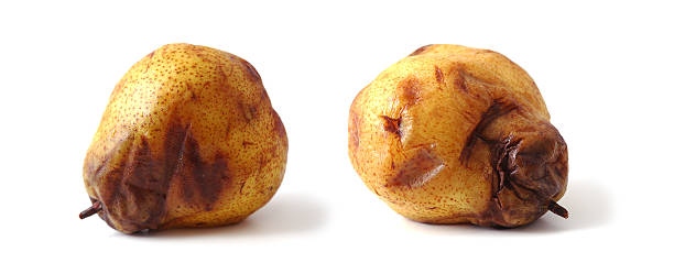 rotten pear in two positions rotten pear in two positions on white bruised fruit stock pictures, royalty-free photos & images
