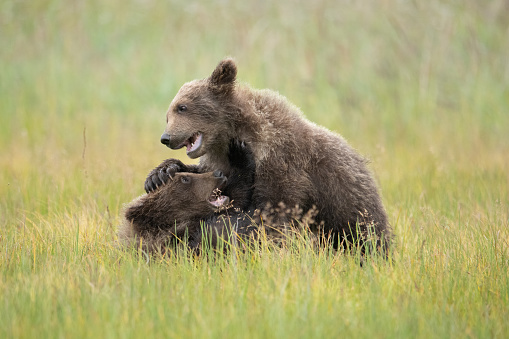 Two bear cubs wrestle, roll, and spar with each other in the middle of the meadow.  They take a break from grazing on the sedge to play.