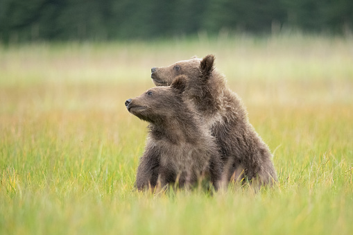 Two brown bear cubs look across the meadow at a plane coming into Lake Clark.  They are distracted from their playing and wrestling with each other.