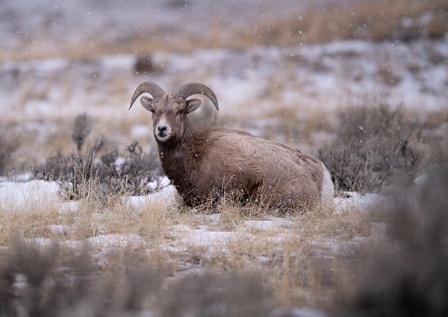 Big horned sheep rests amidst the sage brush and grass in the snow in winter in Montana.