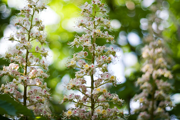 chestnut blooming stock photo