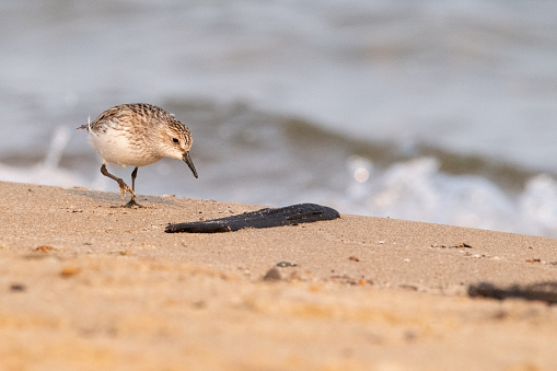 Beautifully lovely sanderling at dawn hunting for food in and around the sand and driftwood on the beach at the water's edge.