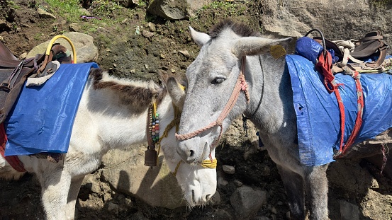 Mules carrying luggage through the rough mountain peaks of the greater Himalayas, en route Manali to Leh, Ladakh