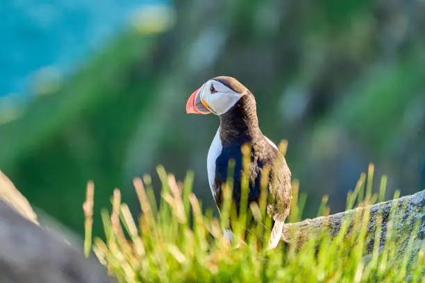 Photo of Cute and adorable Puffin, fratercula, on a cliff in Norway.