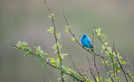 Indigo bunting perched on the blackberry canes searches for food and sings to establish territory at dawn.