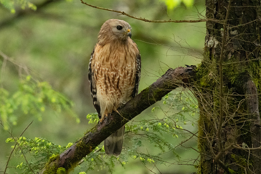 Hunting hawk in the woods looking for prey and alert to sounds in the trees and on the forest floor.