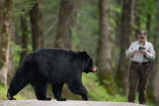 Beautiful black bear crosses the road watched by a park ranger and she and her cubs go to the other side.
