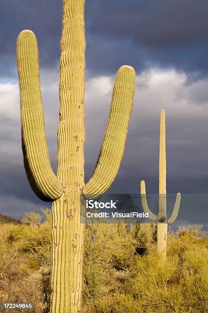 Foto de Nuvens De Tempestade No Deserto e mais fotos de stock de Arizona - Arizona, Beleza natural - Natureza, Cacto
