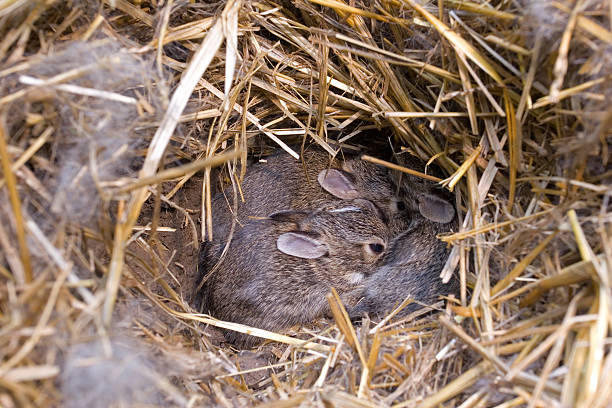 Rabbit Nest stock photo