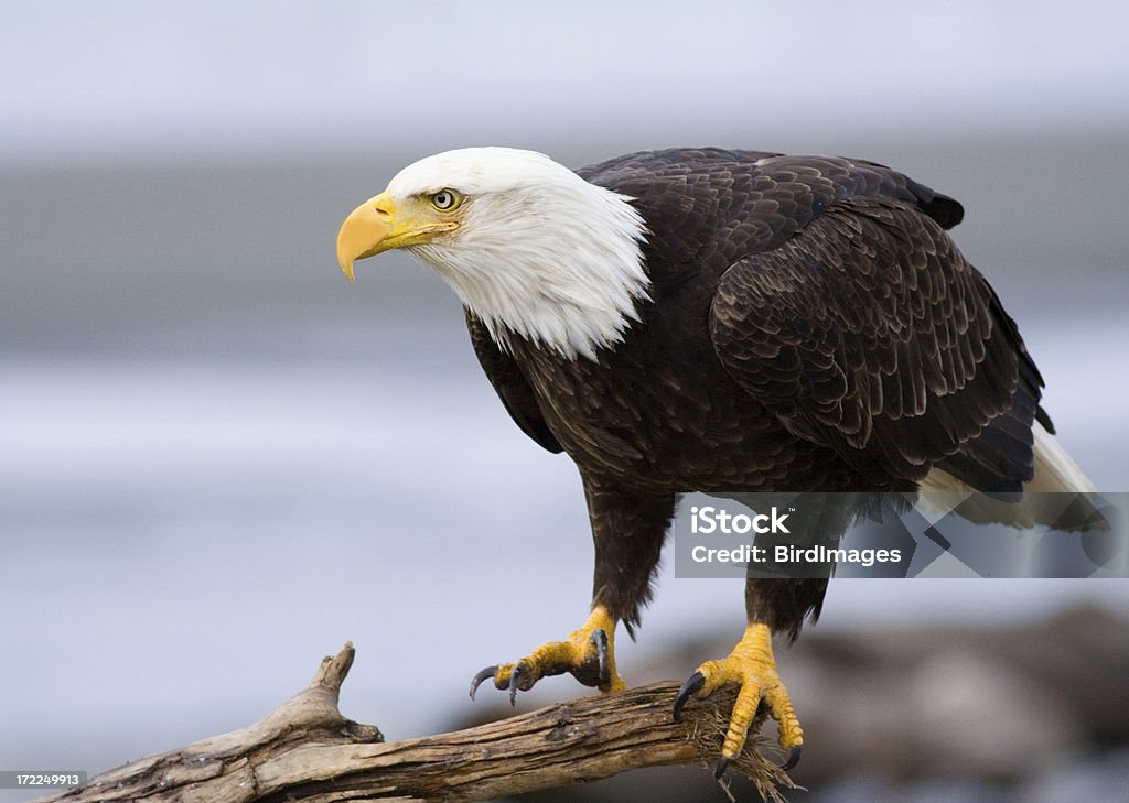 Águila calva, Alaska - Foto de stock de Alaska - Estado de los EE. UU. libre de derechos
