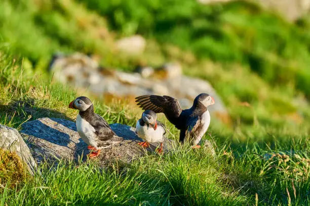 Photo of Cute and adorable Puffin, fratercula, on a cliff in Norway.