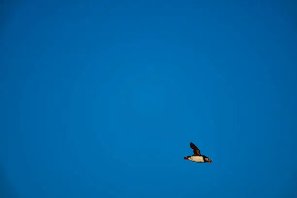 Photo of Cute and adorable Puffin, fratercula, flying Norway.