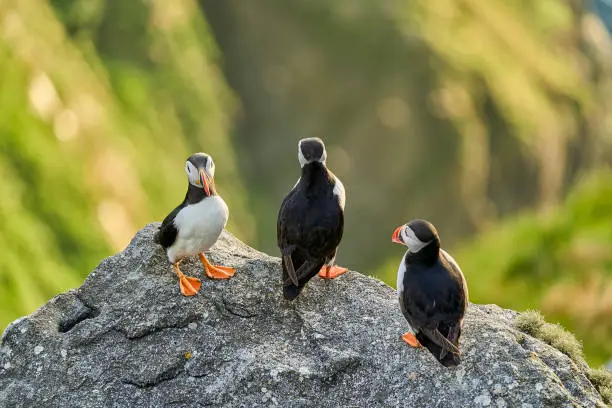 Photo of Cute and adorable Puffin, fratercula, on a cliff in Norway.