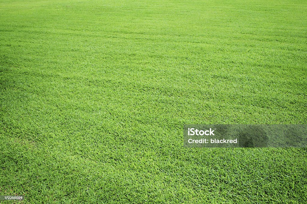 Grass Field - Photo de Herbe libre de droits