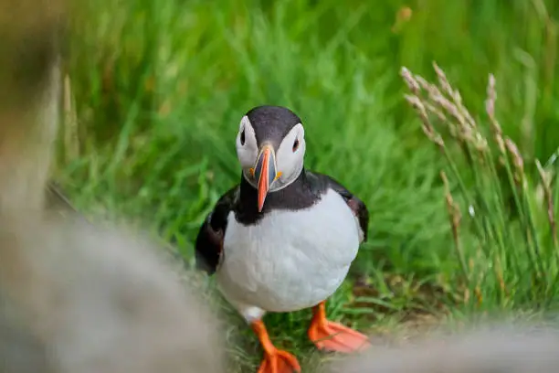 Photo of Cute and adorable Puffin, fratercula, on a cliff in Norway.