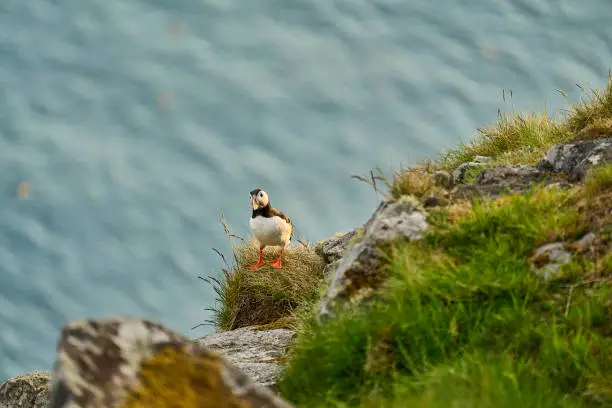 Photo of Cute and adorable Puffin, fratercula, on a cliff in Norway.